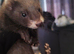 2 ferrets available one hob one jill