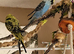 3 budgies 2 male 1 female flying cage accessories