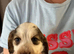 Beautiful show cocker spaniels