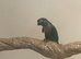 Conure