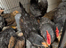 Chicks