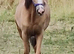 Registered Welsh C yearling colr