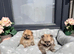 Gorgeous Russian Teddy bear Pomeranian puppies