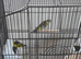 2025 Black hooded siskin cock and green hen
