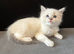 LAST GIRL.LAST boy Rare lilac bicolour ragdolls