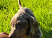 Dachshund male puppies