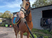 !12 2 reg C Amazing beautiful pony!