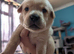 Labrador puppies