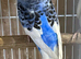 Young Budgies