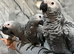 Handreared Friendly Super Tame Cuddly African Grey Parrot,21