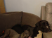 Great Dane Puppies