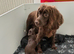 K C Working cocker spaniels