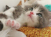 &pound;Negotiable Beautiful cross Ragdoll/Persian kittens