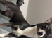 2 gorgeous teacup chihuahuas looking for their forever home