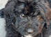 STANDARD F1 BERNADOOLE GIRLS FULL HEALTH TESTED /VACCINATED REDUCED 1400