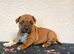 Beautiful quality red staffordshire bullterrier