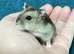 Baby Winter White Russian hamsters (pure bred)