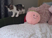 British Shorthair kittens cross