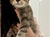 Savannah F4 cats beautiful