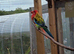 Proven pair of rosellas