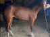 Stunning pony