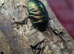 Emerald roaches (Mixed sizes)