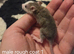 Beautiful dumbo balds and fancy rats ready for new homes
