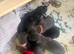 10x lab mix puppies