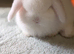 Mini lop