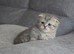 Munchkin kittens