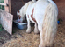 Superstar cob