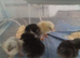 Copper maran chicks