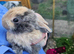 Mini lop x american blue