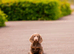 LONG HAIR MINIATURE DACHSHUND KC REG READY TO LEAVE