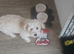 Bichon cross for rehoming