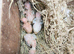 Fischer lovebirds baby available