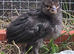 FREE 3 x 3 week old Barbu D'uccle chicks