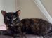 Torti female