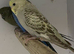 Baby cinnamon opaline blackface