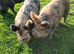 Kune kune in tact boars