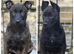 2 male Dutch herders puppies