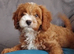 Cavapoos