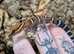 Bawanglingensis Chinese Cave Geckos at Birmingham Reptiles