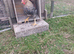 Stevie Cockerel wants a new home