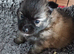 4 Russian line boy puppies