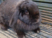 Adult female minilop bunny
