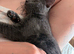 Kittens ready now