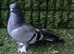 Kurdish pigeon