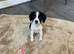 7 beautiful Cocker spaniels