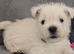 KC registered - Beautiful 2 girls and 2 boys